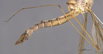 Media type: image;   Entomology 10272 Aspect: Leg